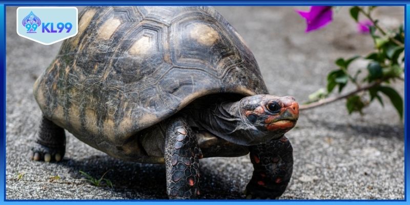 Cầu lô 2 nháy mang lợi nhuận lớn