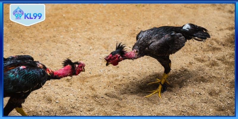 Chiến kê sung mãn trước giờ đấu