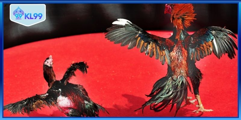 Đá gà Thomo hôm nay VIP hấp dẫn