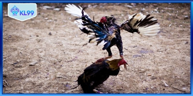 Quan sát chiến kê trước khi cược