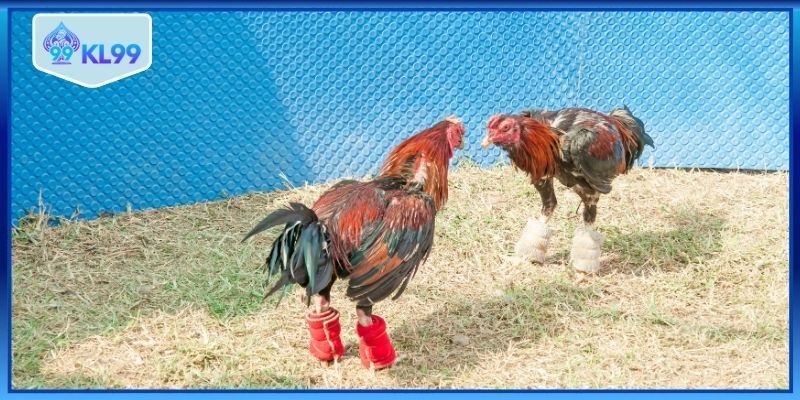 Quan sát kỹ phong độ chiến kê