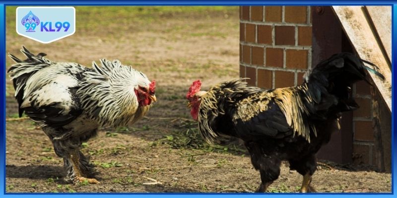 Trận đấu cựa dao đầy kịch tính