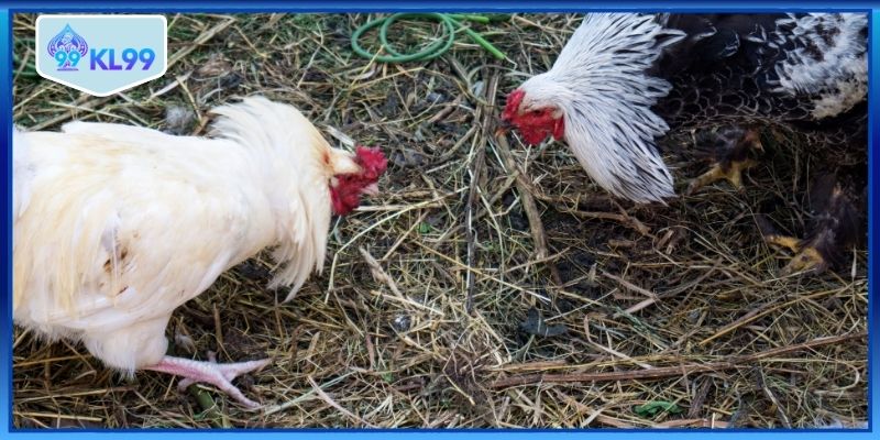 Ưu điểm nổi bật của đá gà KL99
